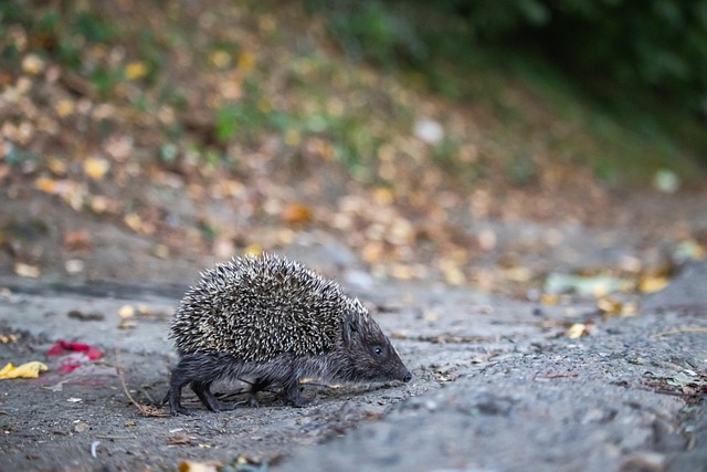 在挑战与机 在挑战与机